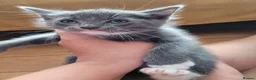 Ragdoll cats for sale: Ragdoll mixed kittens - Advert 10