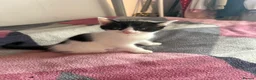Mixed Breed cats for sale: 8 gorgeous kittens  - Advert 2