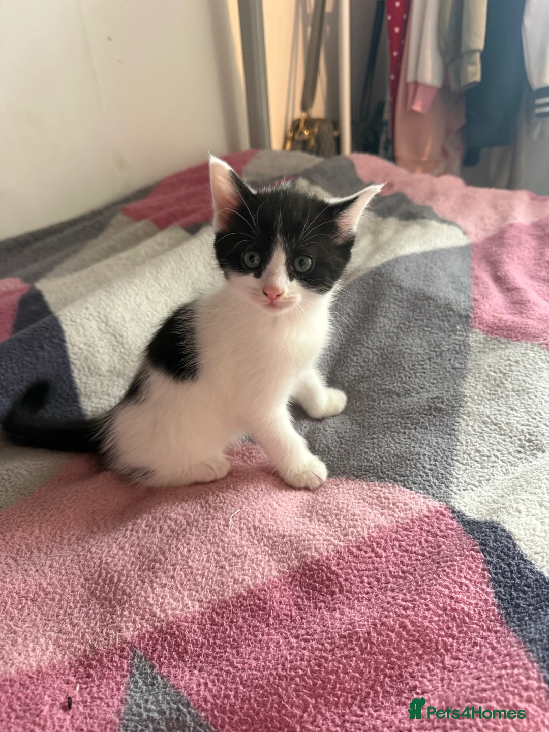 Mixed Breed cats for sale: 8 gorgeous kittens  - Advert 2