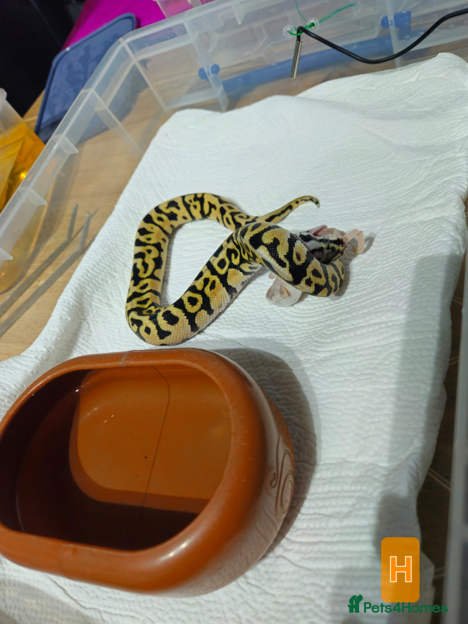 Python Snake reptiles for sale: spotnose het clown/ clown clutch - Advert 10