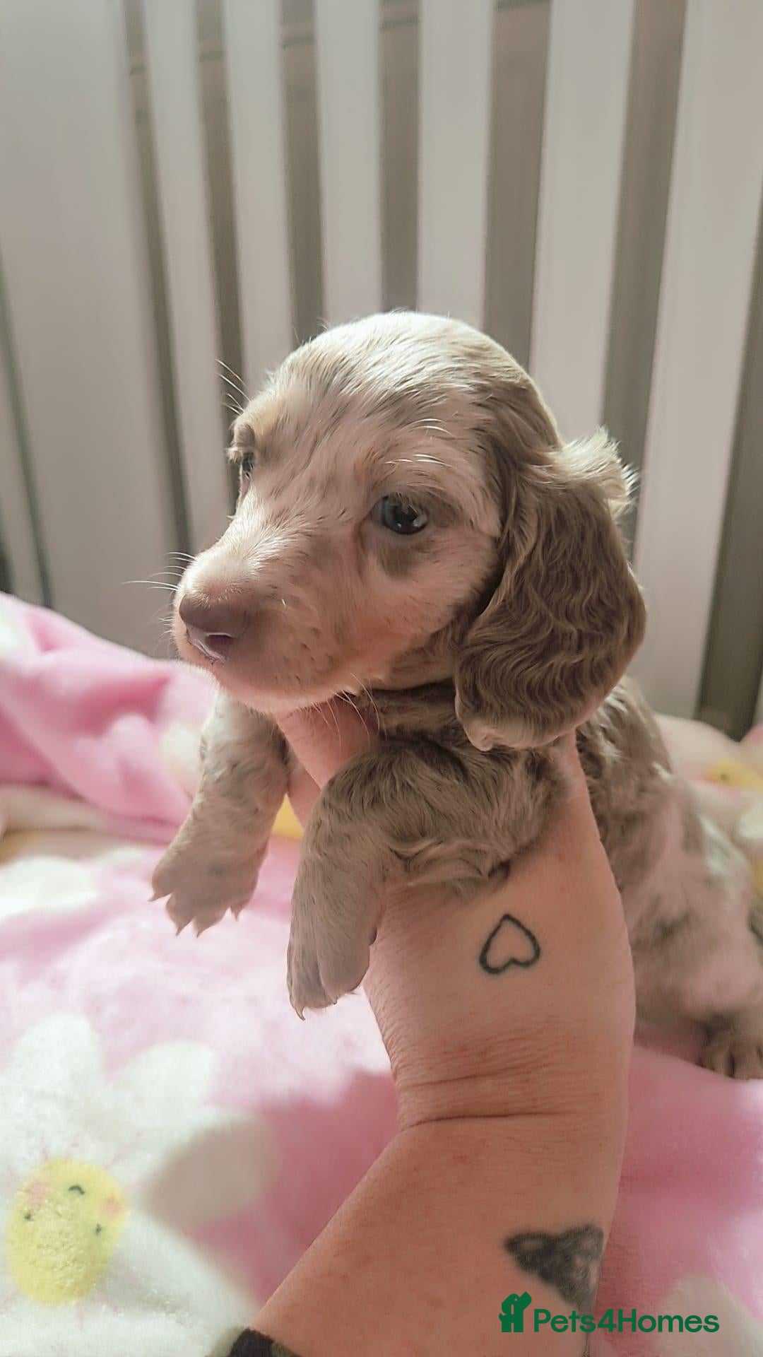 Miniature Dachshund dogs Miniature Longhaired Dachshunds - Advert 4