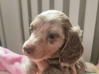 Miniature Dachshund dogs Miniature Longhaired Dachshunds - Advert 4