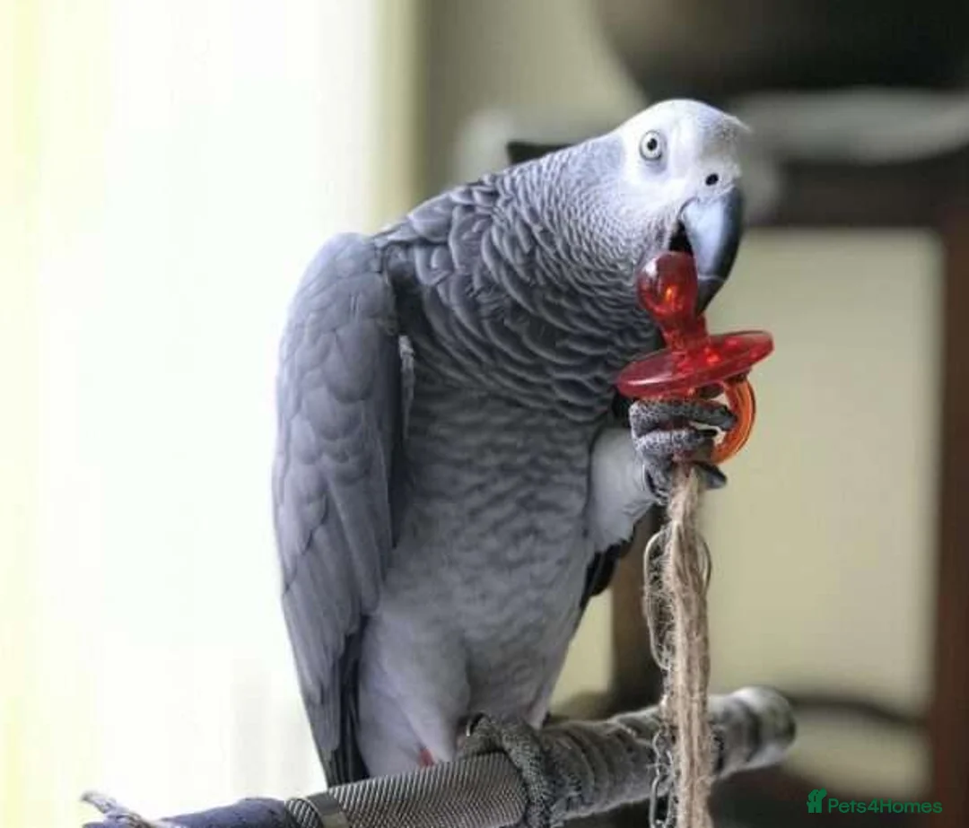 Parrots birds for sale: Congo African Grey Parrot in Leeds - Advert 1