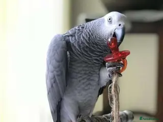 Parrots birds Congo African Grey Parrot - Advert 7