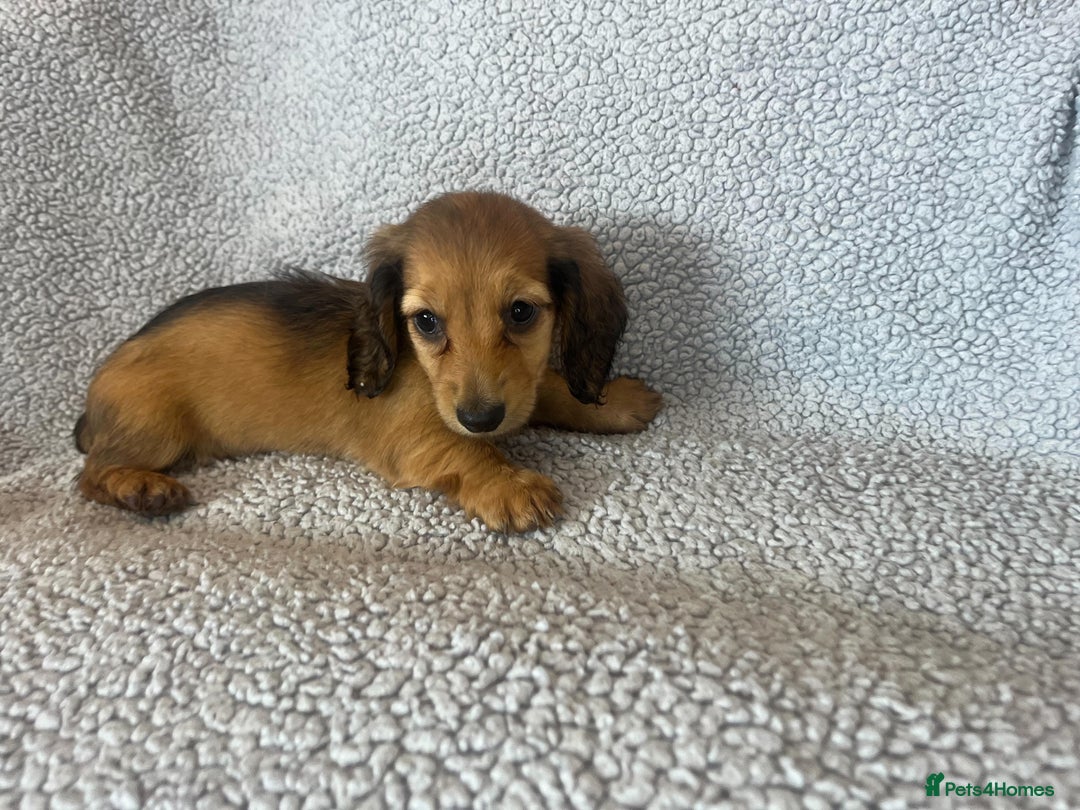 Miniature Dachshund dogs for sale: My last little man longhaired miniature dachshund in Houghton le Spring - Image 2
