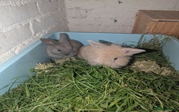Mixed Breed rabbits for sale: 2 beautiful baby rabbits - Image 10
