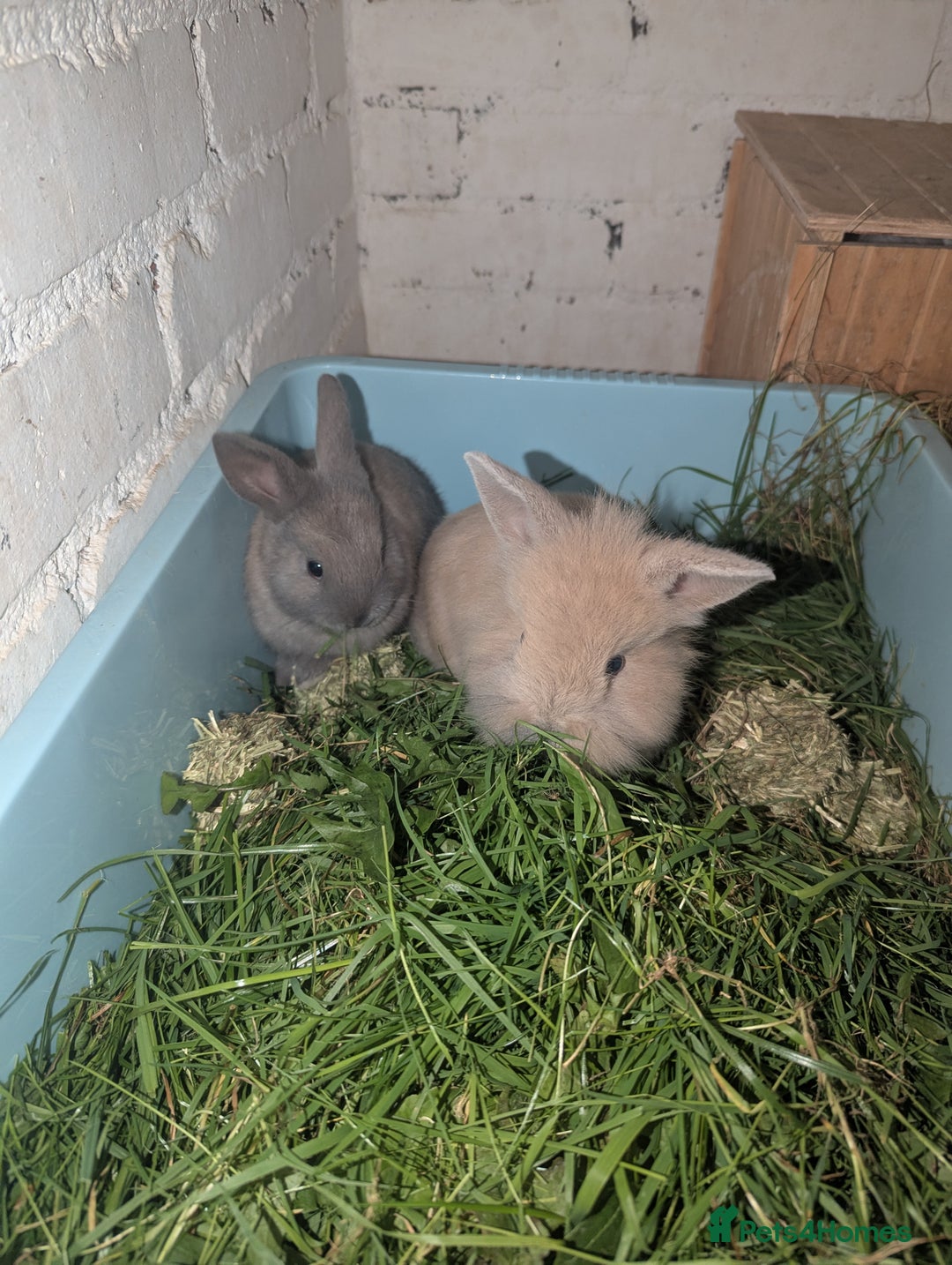 Mixed Breed rabbits for sale: 2 beautiful baby rabbits - Image 10