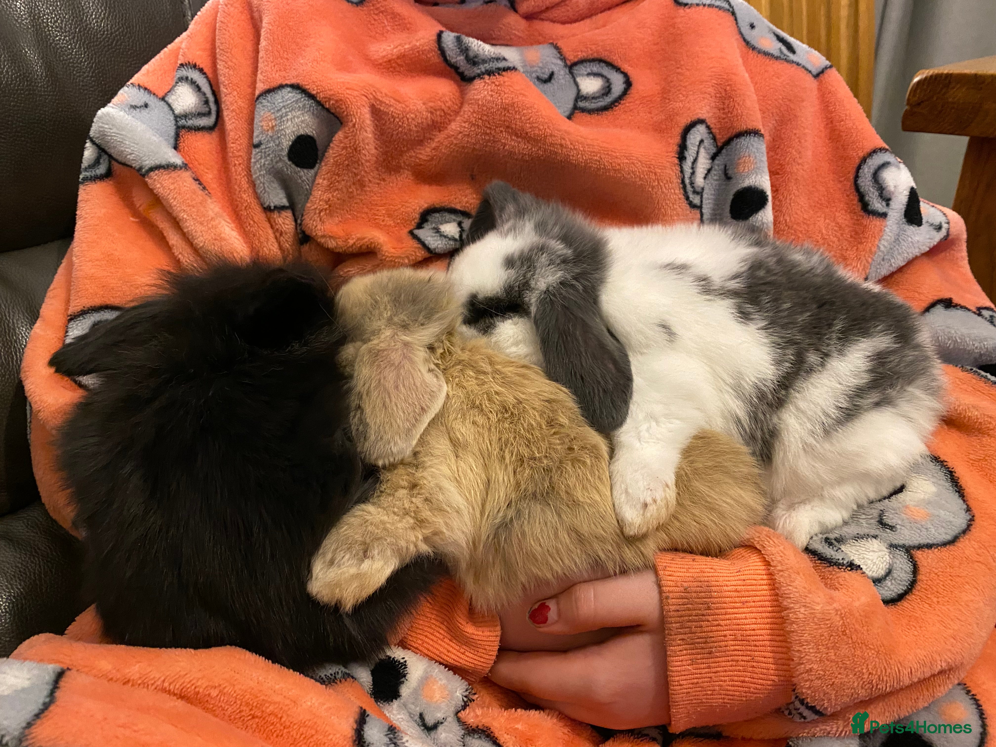 Mini Lop rabbits Mini lop litter. Ready 14th March. - Advert 17