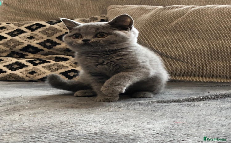British Shorthair cats - Advert 4