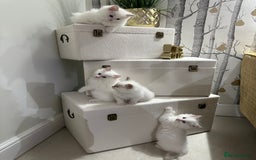 Ragdoll cats for sale: GCCF & TBRCC registered lilac Ragdoll kittens - Image 15