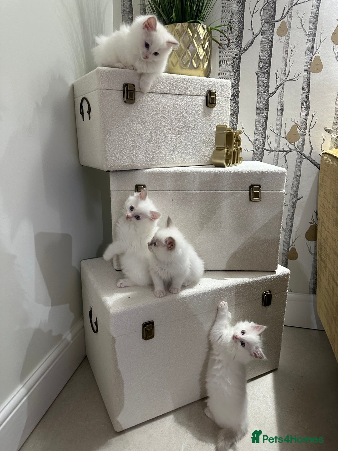 Ragdoll cats for sale: GCCF & TBRCC registered lilac Ragdoll kittens - Image 15