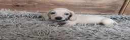 Miniature Dachshund dogs for sale: 🐾 Beautiful Miniature Dachshund Puppies 🐾 - Advert 1