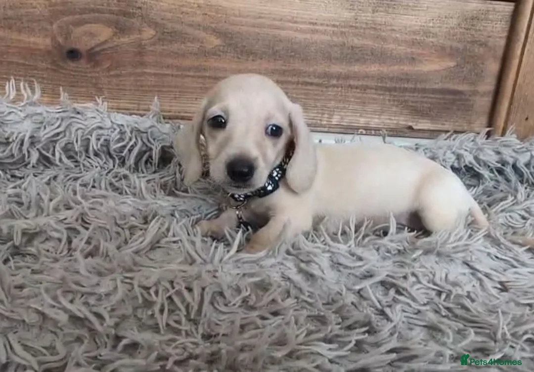 Miniature Dachshund dogs for sale: 🐾 Beautiful Miniature Dachshund Puppies 🐾 - Advert 1