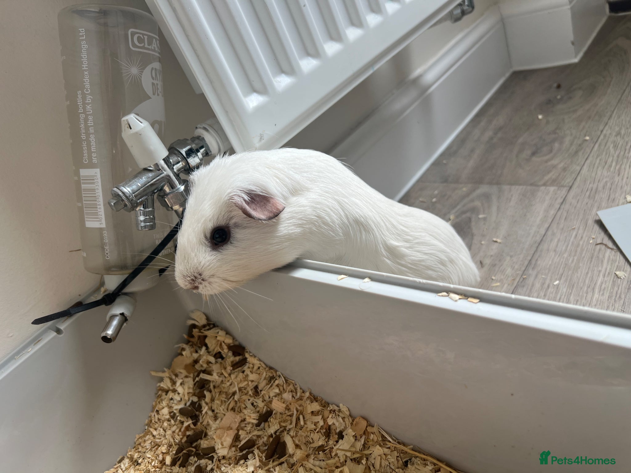 Guinea Pig rodents for sale: Free guinea pigs - Advert 2