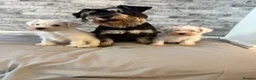 Miniature Schnauzer dogs for sale: Beauiful miniature schnauzer puppies available  - Advert 18