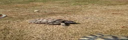 Tortoise reptiles for sale: 2 Adult Marginated Tortoise in Lichfield - Advert 4