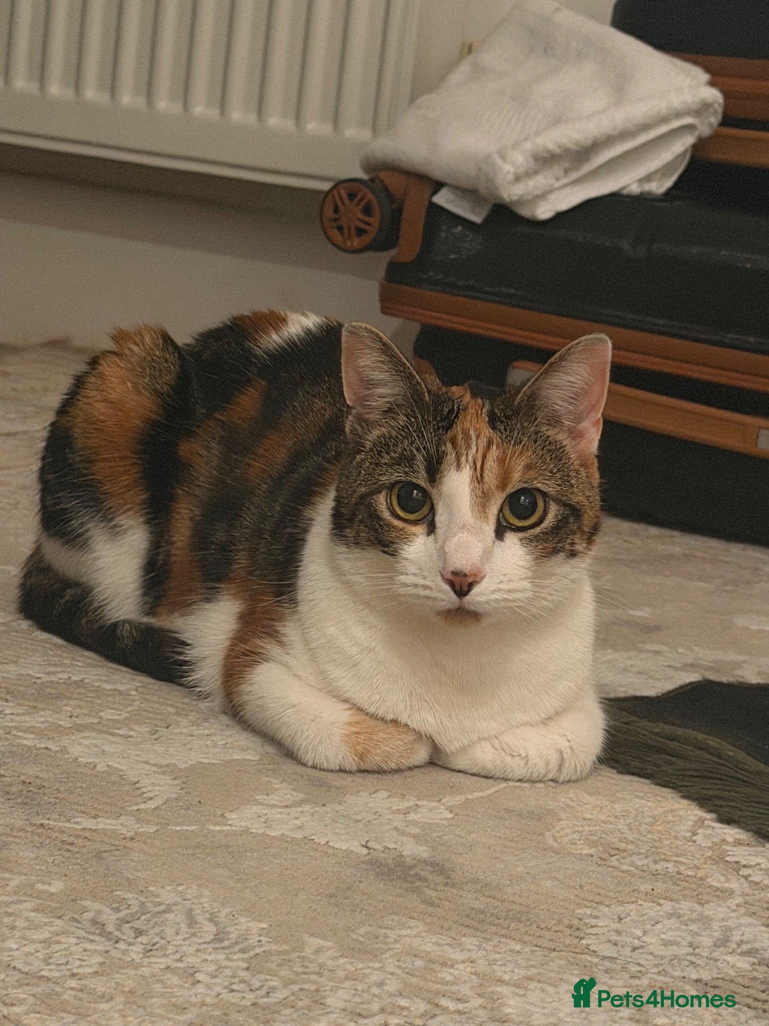 Domestic Shorthair cats Myla  - Advert 6