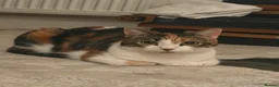 Domestic Shorthair cats for sale: Myla  - Advert 1
