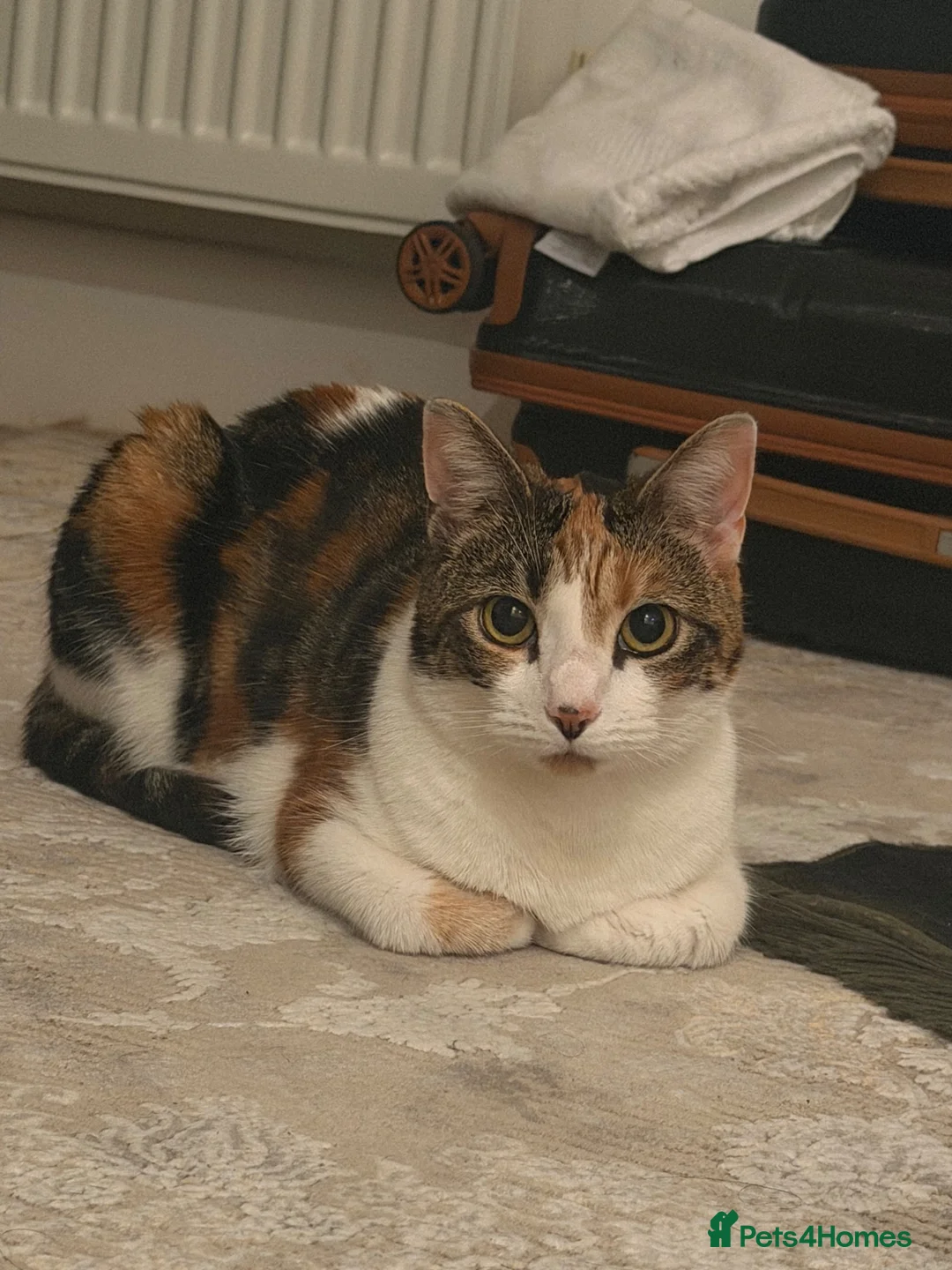 Domestic Shorthair cats for sale: Myla  - Advert 1