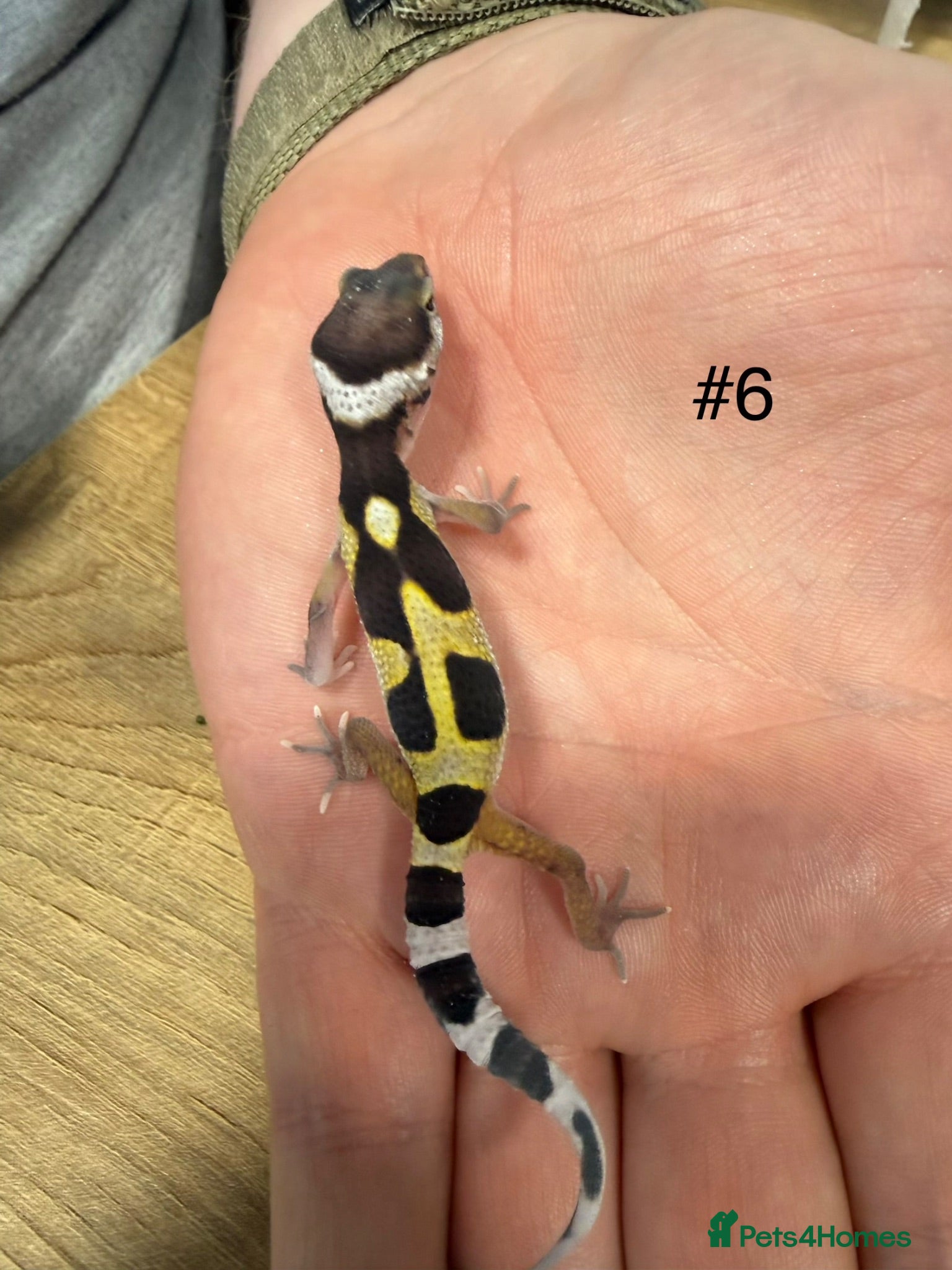 Leopard Gecko reptiles Baby leopard geckos - Advert 2