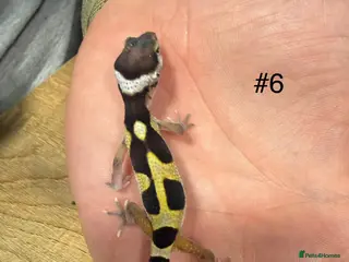 Leopard Gecko reptiles Baby leopard geckos - Advert 2