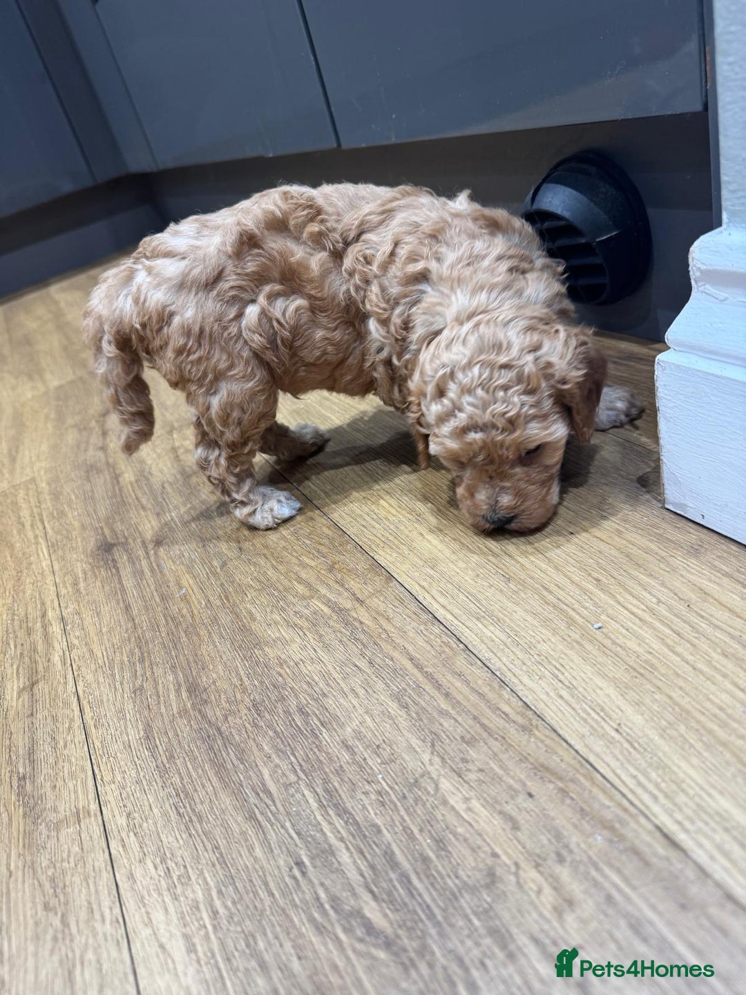 Cavapoo dogs for sale: Two Gorgeous light red Cavapoo Boys  - Advert 6