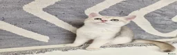 British Shorthair cats for sale: Ula ready to go❤️ - Advert 2