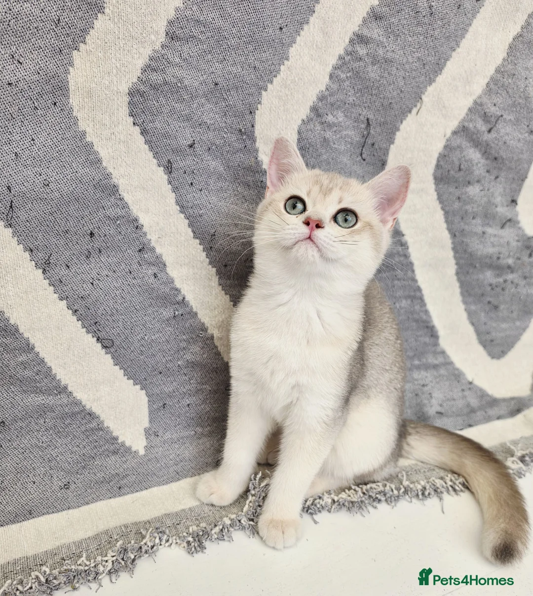 British Shorthair cats for sale: Ula ready to go❤️ - Advert 2
