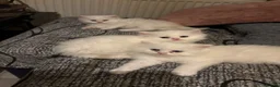Persian cats for sale: Persian kitten for sale - Advert 2