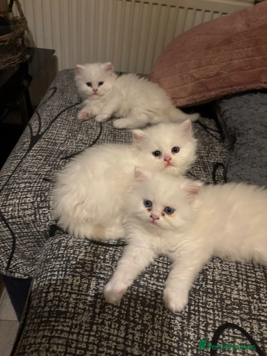 Persian cats for sale: Persian kitten for sale - Advert 2