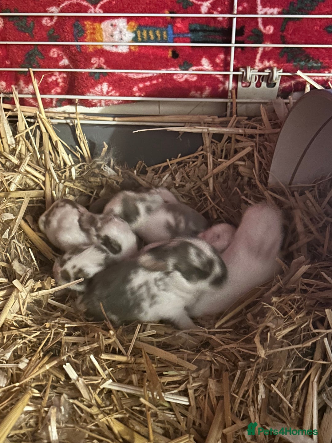 Mini Lop rabbits for sale: Gorgeous mini lop bunnies  - Advert 17