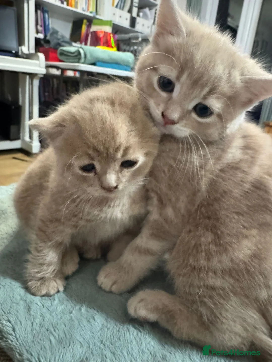 Domestic Shorthair cats for sale: 2 adorable mink ragdoll cross girls - Advert 14