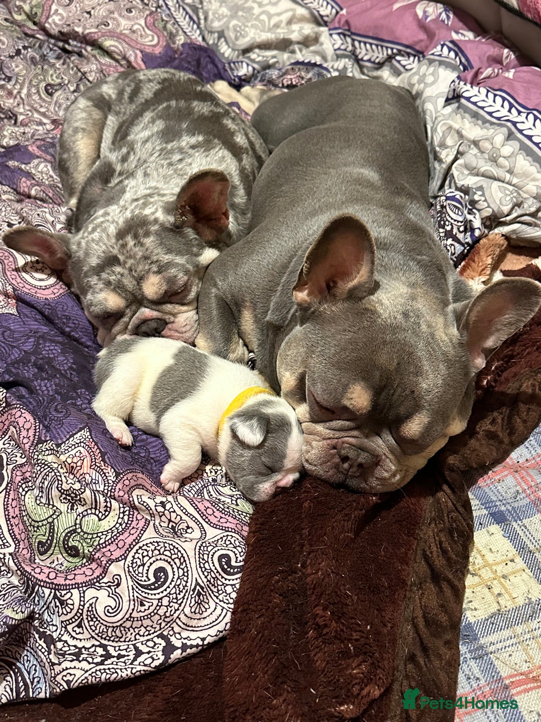 French Bulldog dogs for sale: French bulldog “fluffy” - Advert 25