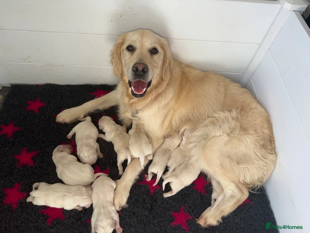 Golden Retriever dogs for sale: KC registered cream/ white fully health tested  - Advert 8