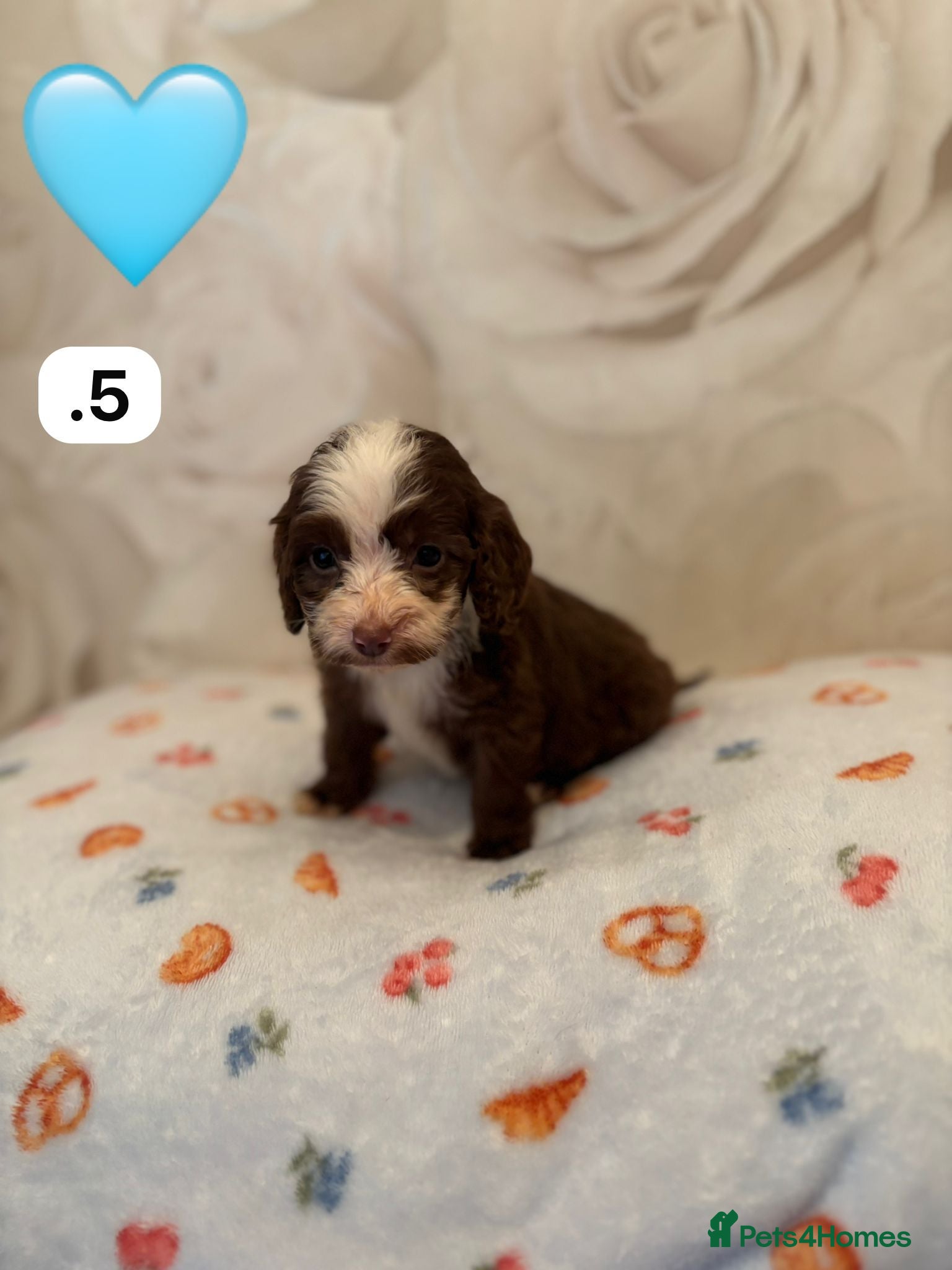 Cockapoo dogs  f1 cockapoos 💙🩵❤️❤️ - Advert 15