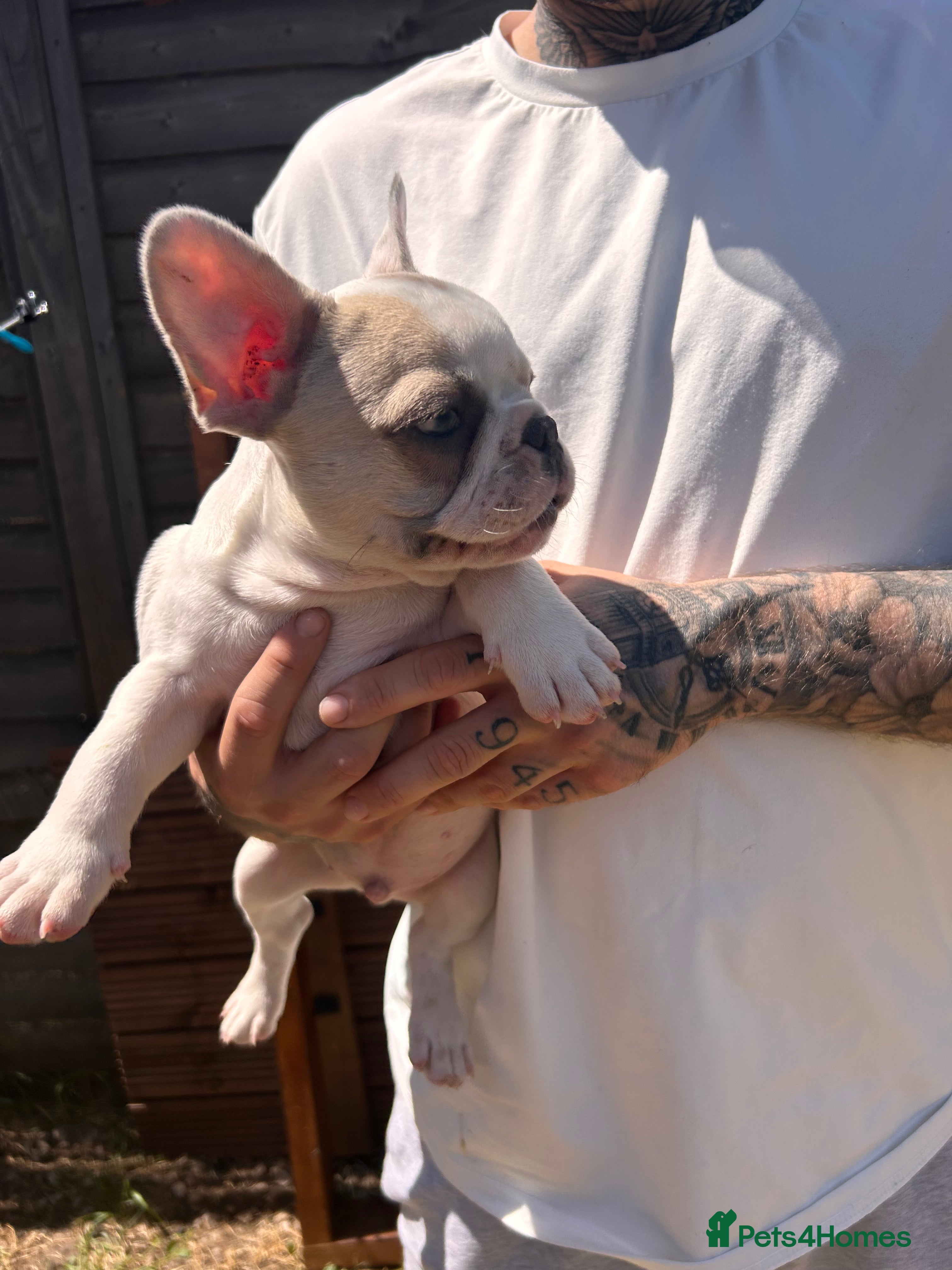 French Bulldog dogs for sale: DWKC French bulldog puppies  - Advert 25