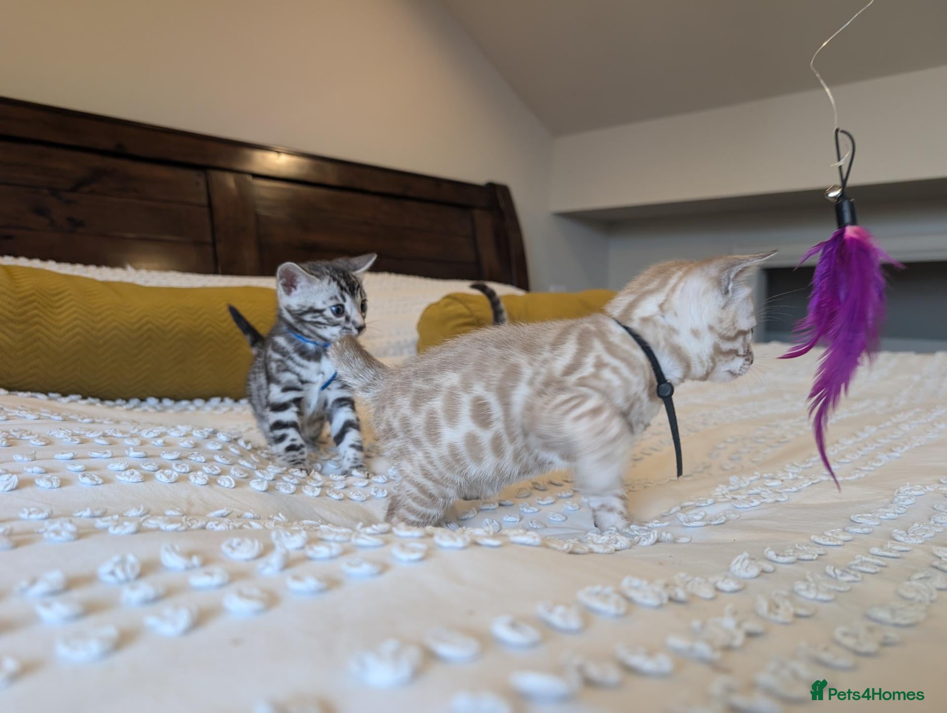 Bengal cats 🖤🩶🤍 Stunning Bengal Kittens 🤍🩶🖤 - Advert 2
