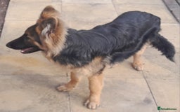 German Shepherd dogs for sale: VERY BEAUTIFUL YOUNG KC german shepard  - Image 3