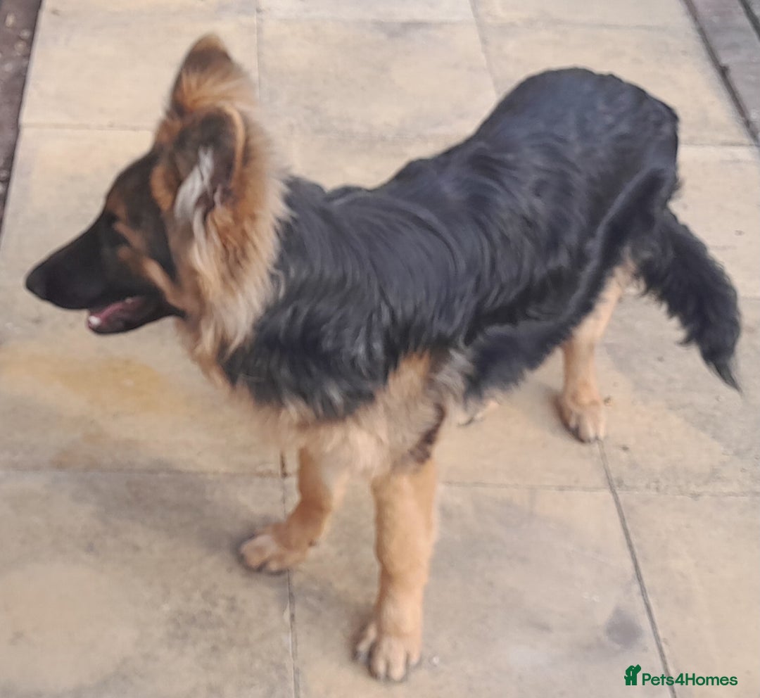 German Shepherd dogs for sale: VERY BEAUTIFUL YOUNG KC german shepard  - Image 3