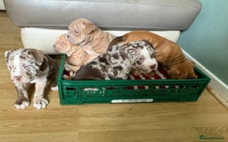 Mixed Breed dogs for sale: Bullpei  - Image 3
