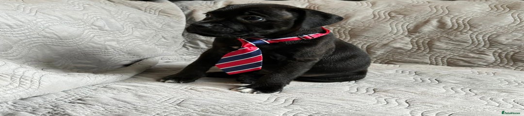 Staffordshire Bull Terrier Puppy 1