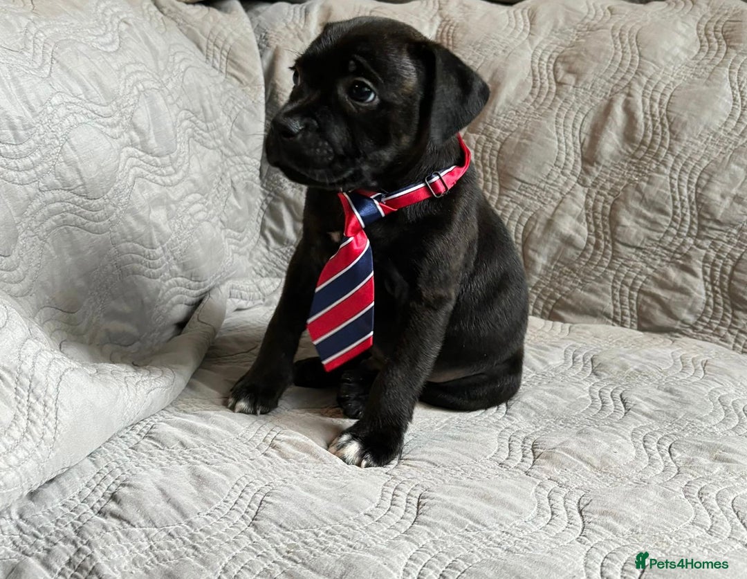 Staffordshire Bull Terrier dogs for sale: READY NOW KC STAFFORDSHIRE BULL TERRIER - Image 1