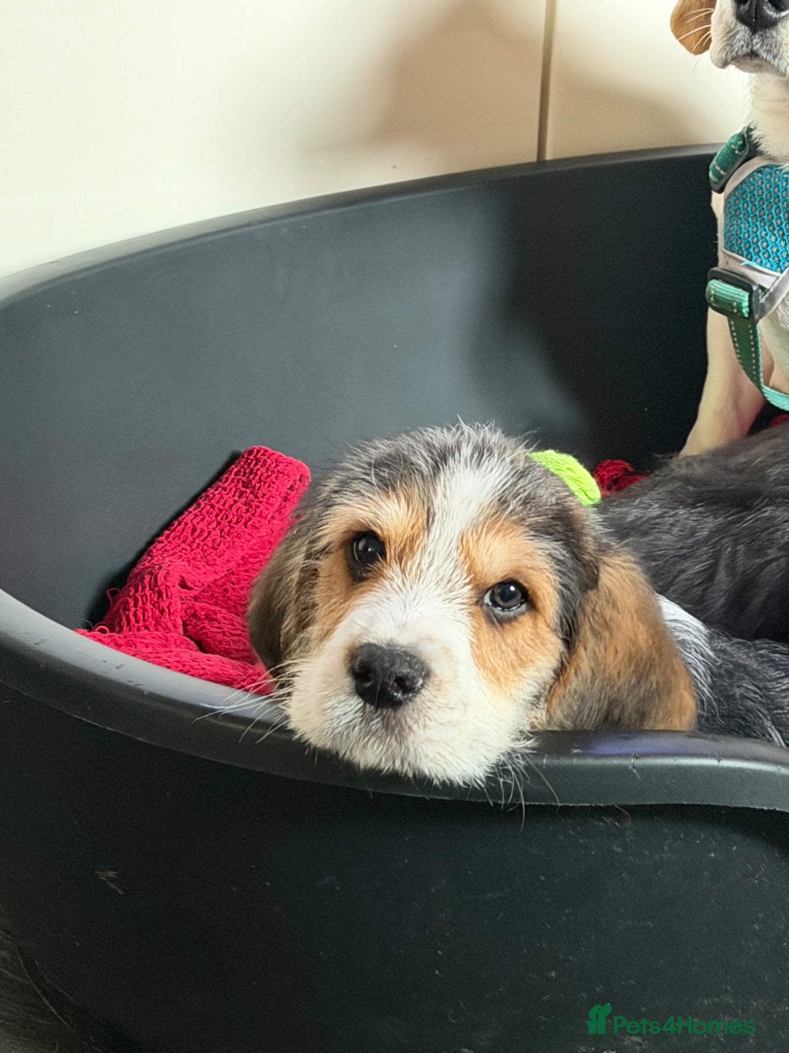 Mixed Breed dogs Beautiful Cavapoo x Beagle Puppies 🐶  - Advert 9