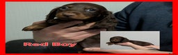 Miniature Dachshund dogs for sale: Kc reg miniture dachshund puppies for sale - Advert 7