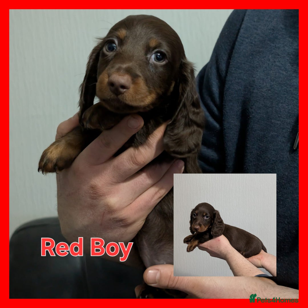Miniature Dachshund dogs for sale: Kc reg miniture dachshund puppies for sale - Advert 7