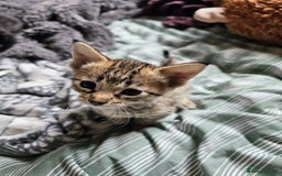 Savannah cats for sale: F4 Savannah Kittens 3x Brown Spotted 2x Melanistic - Image 4