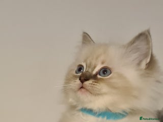 Ragdoll cats - Advert 9