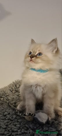 Ragdoll cats - Advert 5