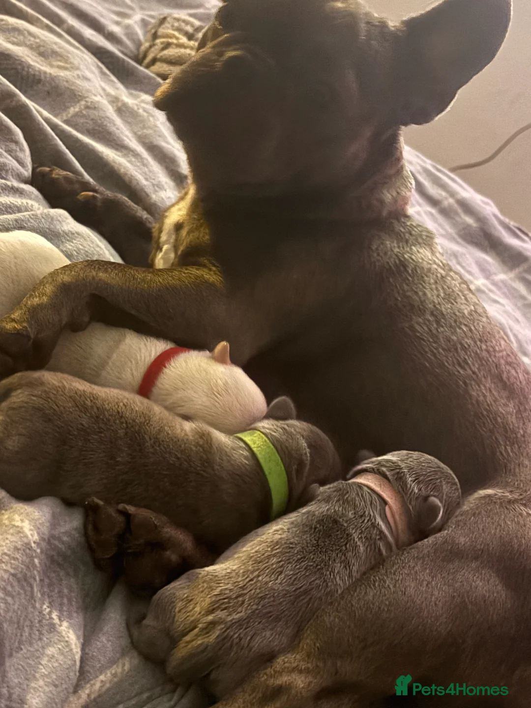 French Bulldog dogs for sale: 2 french bulldog puppies  in Newark - Advert 2