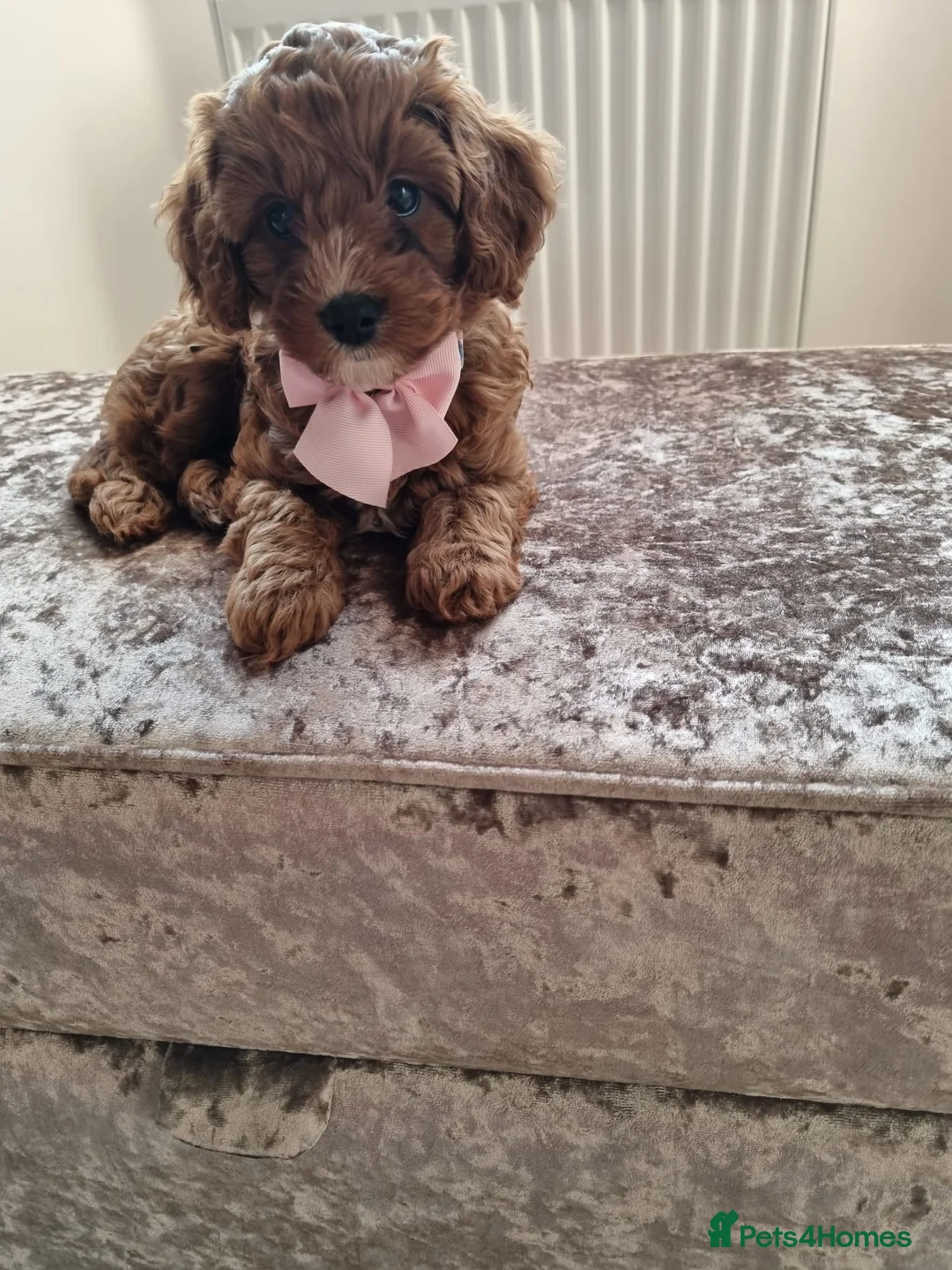 Cavapoo dogs for stud: Proven Toy Cavapoo Stud Extensively Health Checked in Preston - Advert 19